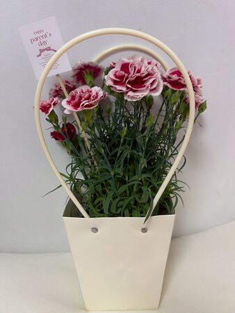 ▲金佳垠送花。(圖/樂天女孩)