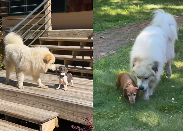 女路邊撿迷路大白熊犬「收留2天變家人」 原飼主登門被打動割愛。(圖/翻攝自TikTok/@emily_with_animals)
