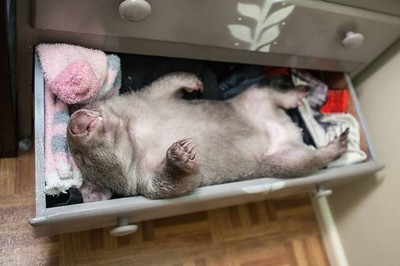 小袋熊新技能，打開衣櫃抽屜睡萌覺❤