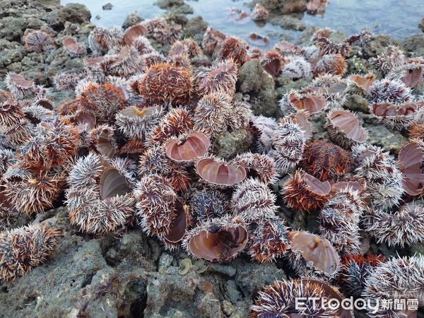 ▲▼澎湖馬糞海膽盜採。(圖/吳財興提供)