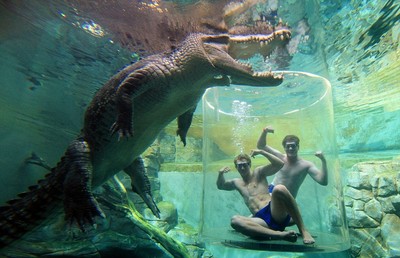 進入水缸與鱷魚面對面，你敢挑戰嗎？