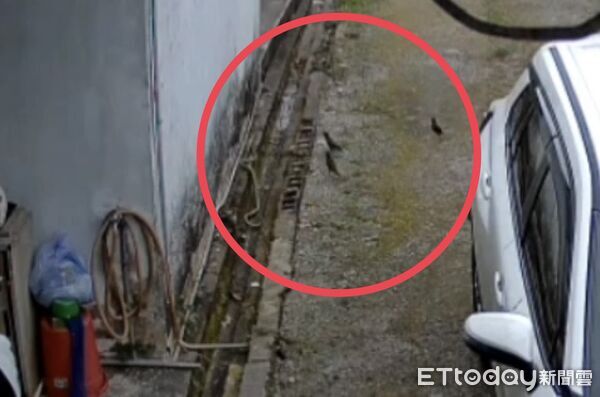 ▲黑眉錦蛇遭八哥鳥群起圍攻,走投無路竄入警所尋求庇護。(圖/吉安警分局提供,下同)