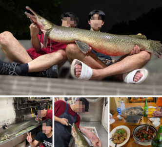 228公園吉祥物「鱷魚火箭」被吃了　成大釣魚社竟爽PO料理照