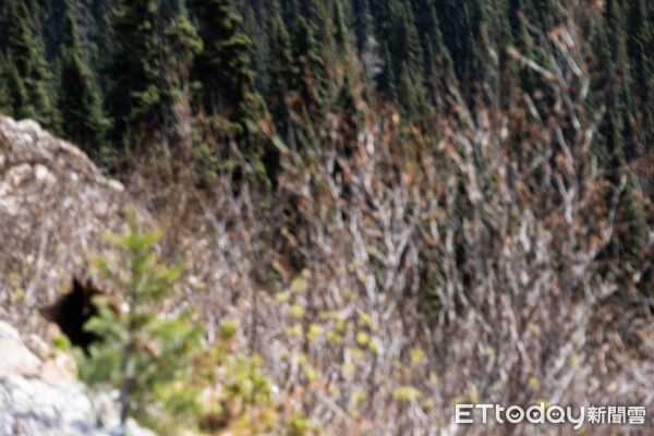 ▲▼White Pass & Yukon Route Railway,懷特通道與育空鐵路,阿拉斯加,史凱威,Skagway,高山鐵路,景觀鐵路。(圖/記者彭懷玉攝)