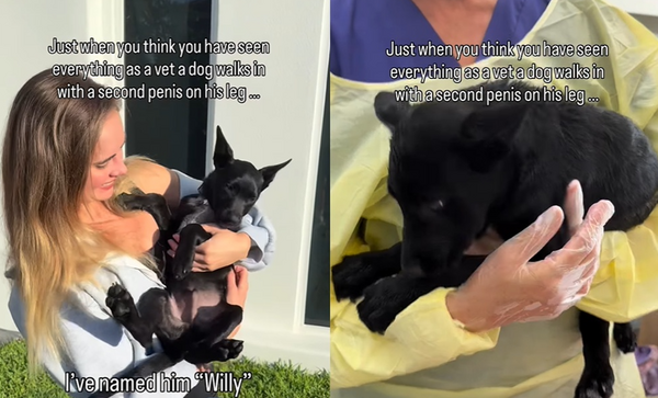 3個月幼犬後腿多一根 竟是「超罕見雙陰莖」獸醫驚:全球僅4例。(圖/翻攝自Instagram/vet_lauren_)