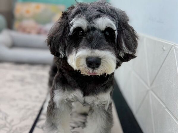 ▲▼大牙領養愛犬打疫苗「驚見雙晶片」 揭繁殖黑幕:把生命當商品。(圖/翻攝自Instagram/bigtooth)