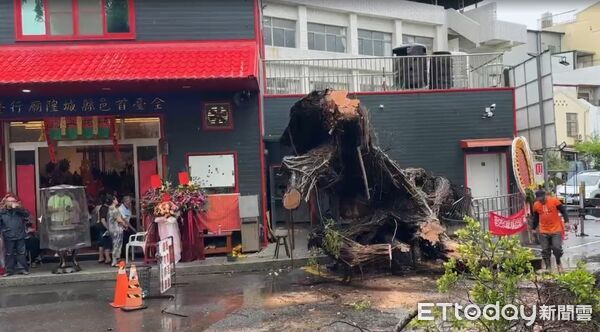 ▲台南市縣城隍廟前老榕樹疑因雨後不支倒塌,壓損廟旁五營建物上蓋,所幸無人傷亡,工務局接獲通報後派員到場切割移除倒塌樹木,預計下班前完成現場處理。(記者林東良翻攝,下同)