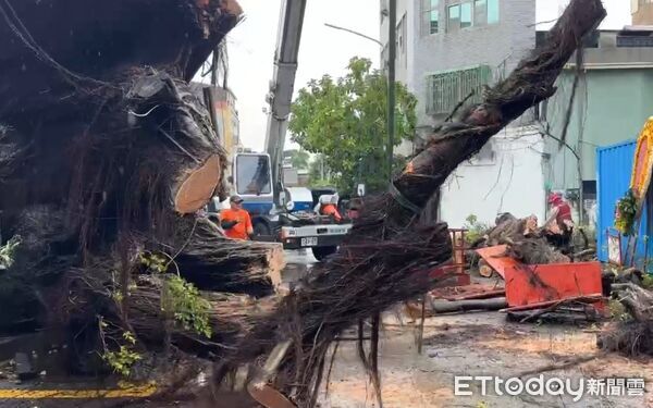 ▲台南市縣城隍廟前老榕樹疑因雨後不支倒塌,壓損廟旁五營建物上蓋,所幸無人傷亡,工務局接獲通報後派員到場切割移除倒塌樹木,預計下班前完成現場處理。(記者林東良翻攝,下同)