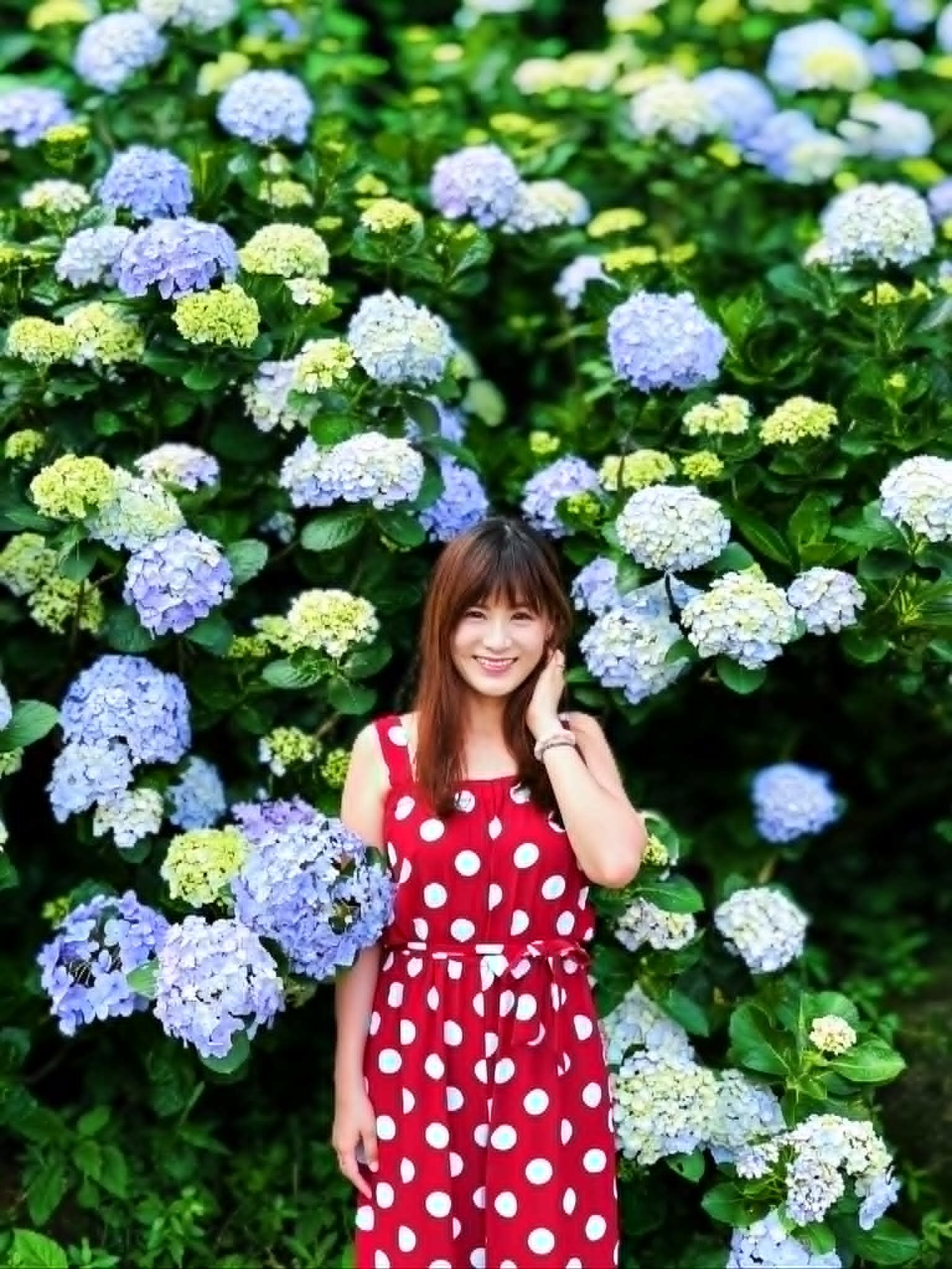 ▲高家繡球花田-萬里第三園區。(圖/記者胡至欣攝)