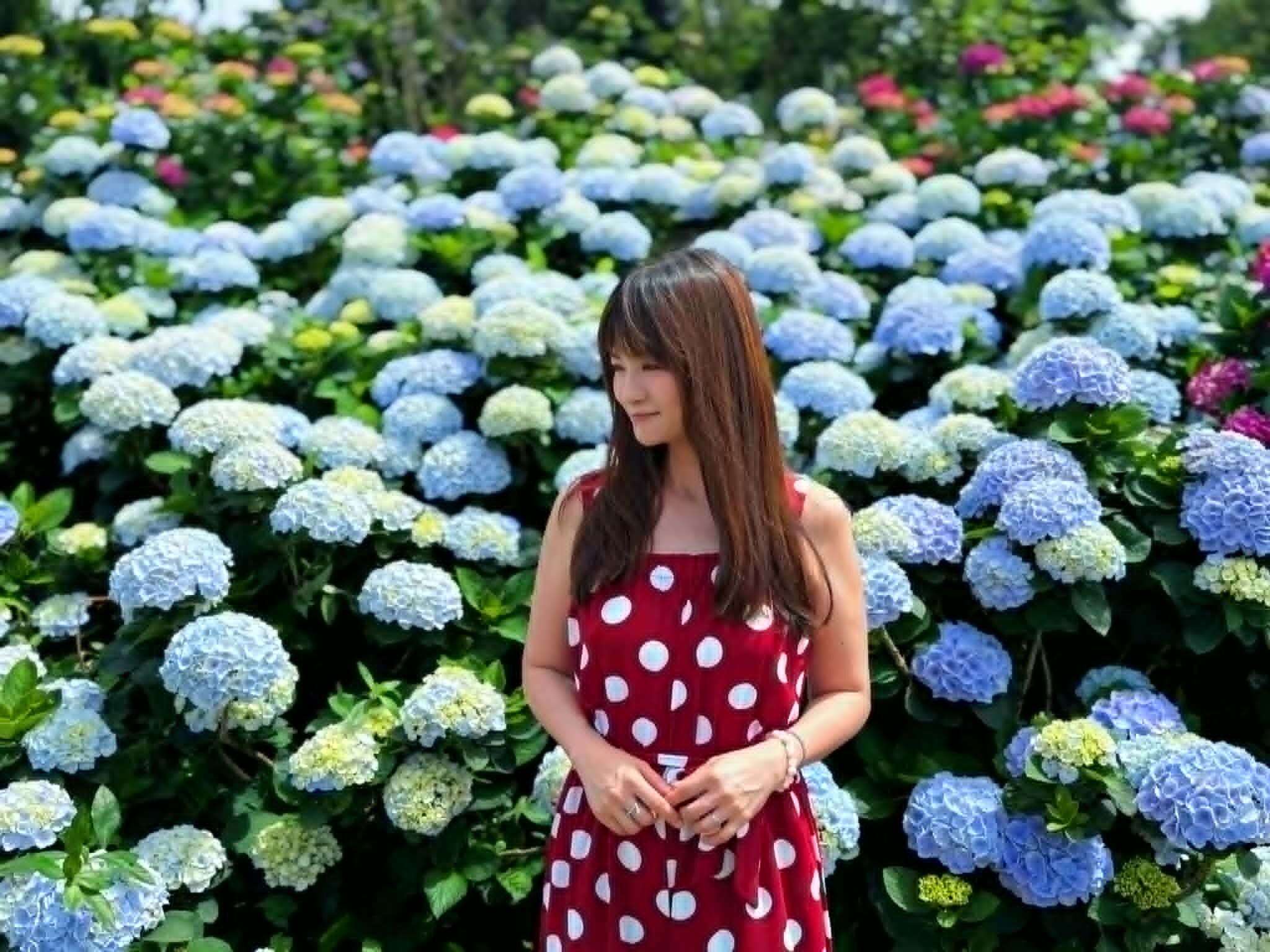 ▲高家繡球花田-萬里第三園區。(圖/記者胡至欣攝)