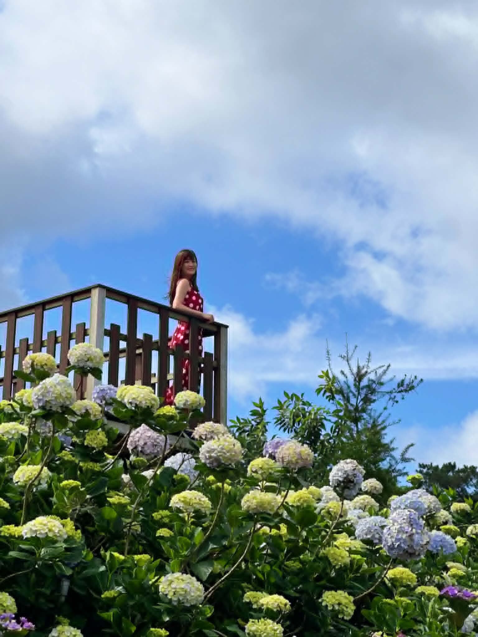 ▲高家繡球花田-萬里第三園區。(圖/記者胡至欣攝)