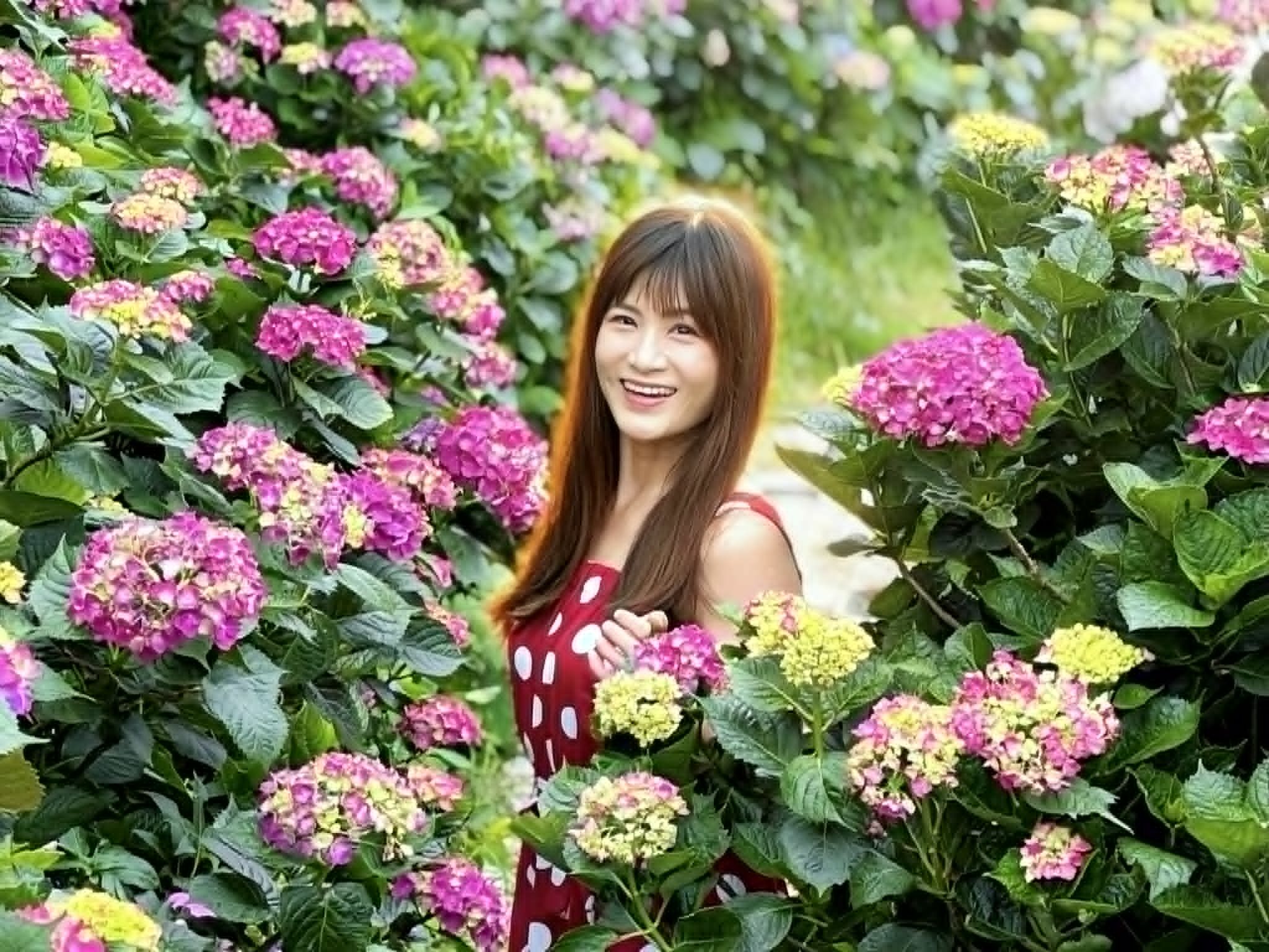▲高家繡球花田(第三園區)。(圖/記者胡至欣攝)