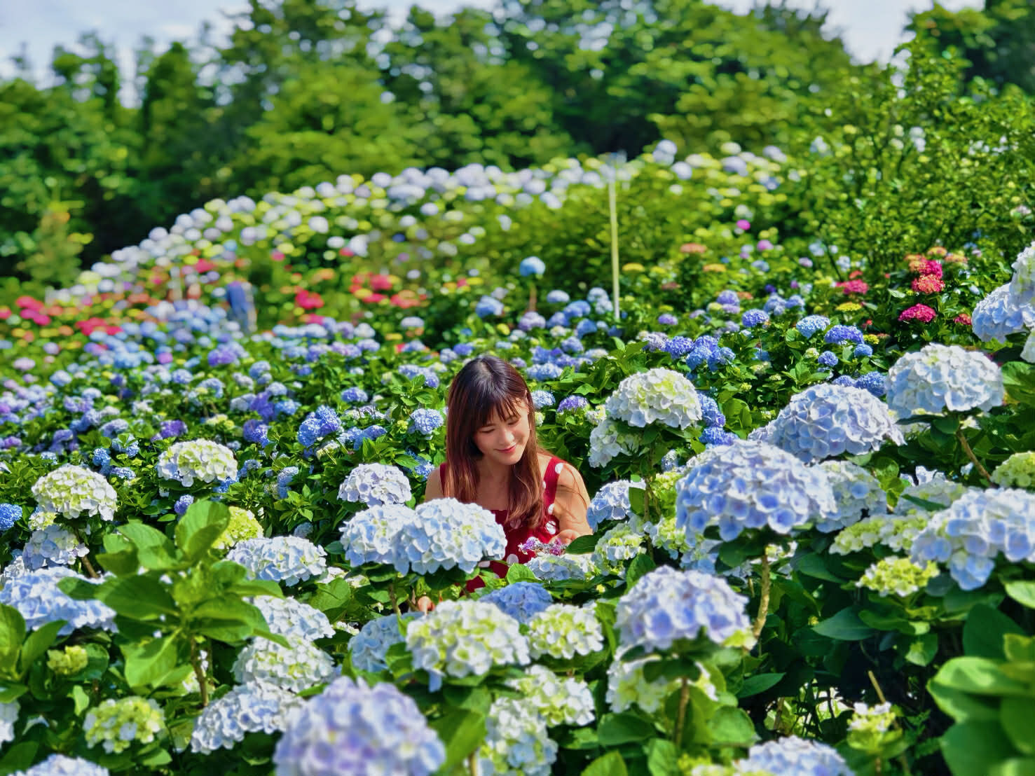 ▲高家繡球花田(第三園區)。(圖/記者胡至欣攝)
