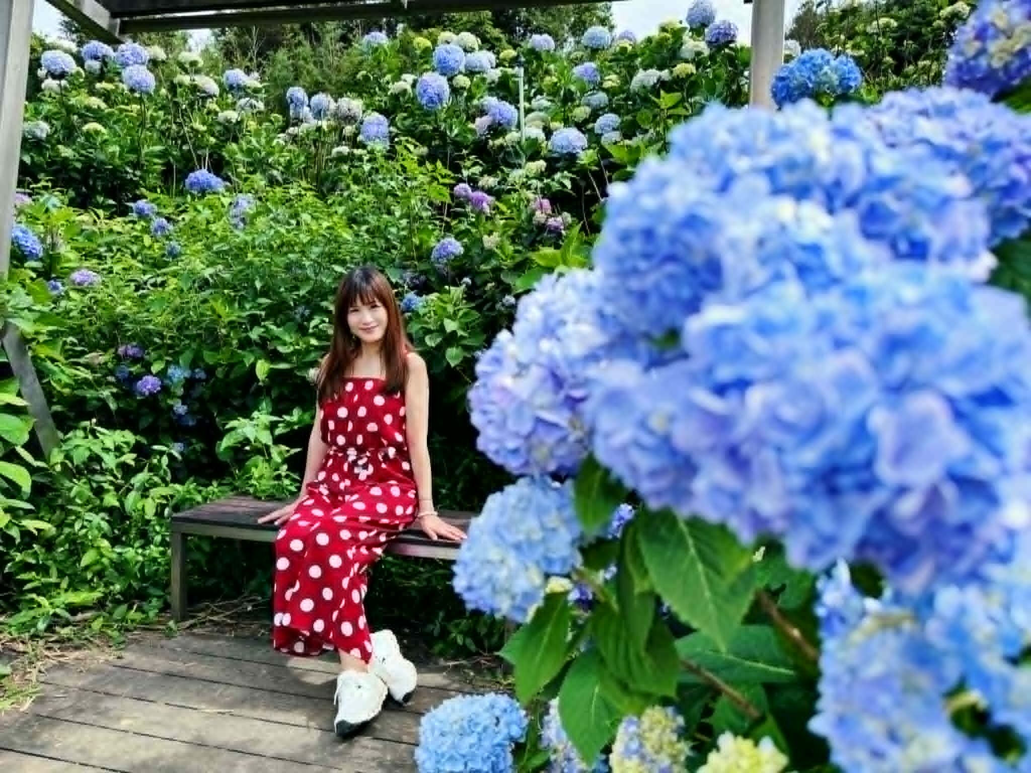 ▲高家繡球花田(第三園區)。(圖/記者胡至欣攝)