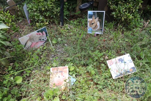 園內有獨立的特殊小動物樹葬區,「因為很多兔子、倉鼠怕貓狗,所以飼主會選這一區安葬。」賴立竹說。