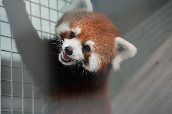 ▲。(圖/臺北市立動物園提供)
