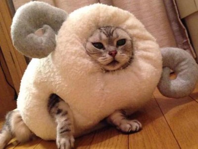 給貓咪穿上羊裝，牠胖到站不起來了..