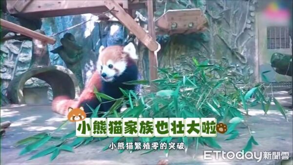 ▲▼ 貓熊、福州明星、兩岸合作 。(圖/記者任以芳攝)