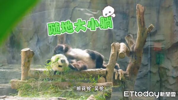 ▲▼ 貓熊、福州明星、兩岸合作 。(圖/記者任以芳攝)