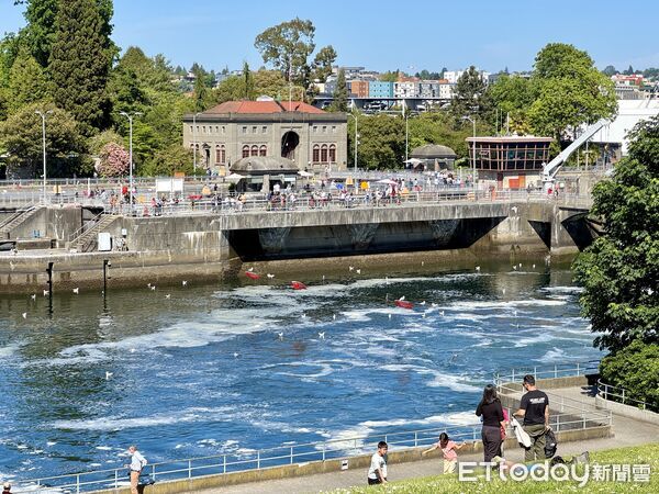 ▲巴拉德船閘與鮭魚梯道(Hiram M. Chittenden Locks)是西雅圖在地人才知的景點。(圖/記者彭懷玉攝)