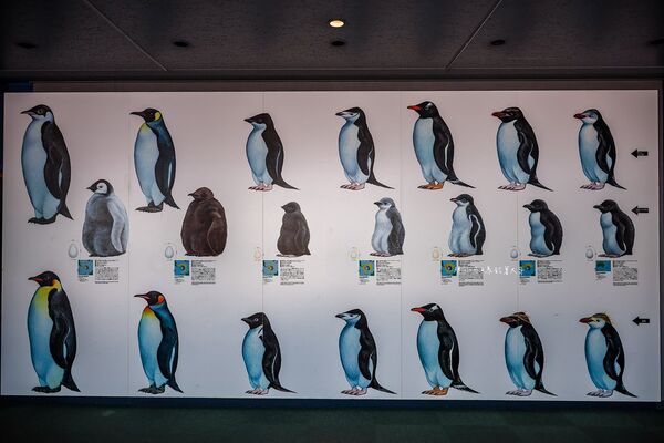 ▲▼長崎企鵝水族館。(圖/部落客陳小可的吃喝玩樂授權提供)