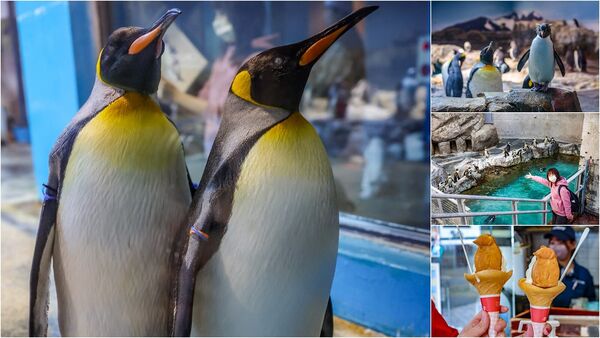 ▲▼長崎企鵝水族館。(圖/部落客陳小可的吃喝玩樂授權提供)