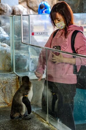 ▲▼長崎企鵝水族館。(圖/部落客陳小可的吃喝玩樂授權提供)