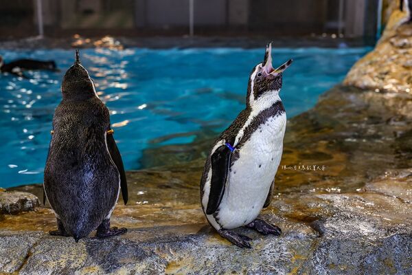 ▲▼長崎企鵝水族館。(圖/部落客陳小可的吃喝玩樂授權提供)