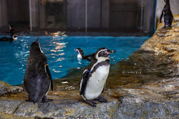 ▲▼長崎企鵝水族館。(圖/部落客陳小可的吃喝玩樂授權提供)