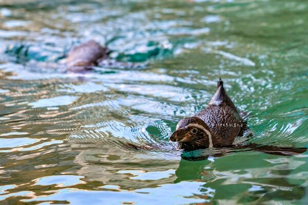▲▼長崎企鵝水族館。(圖/部落客陳小可的吃喝玩樂授權提供)