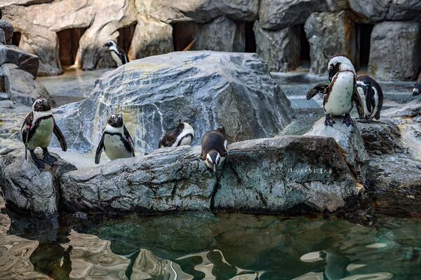 ▲▼長崎企鵝水族館。(圖/部落客陳小可的吃喝玩樂授權提供)