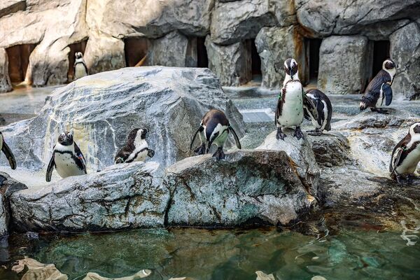 ▲▼長崎企鵝水族館。(圖/部落客陳小可的吃喝玩樂授權提供)