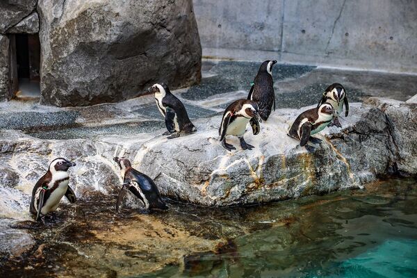 ▲▼長崎企鵝水族館。(圖/部落客陳小可的吃喝玩樂授權提供)