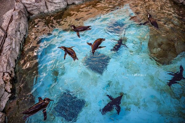 ▲▼長崎企鵝水族館。(圖/部落客陳小可的吃喝玩樂授權提供)