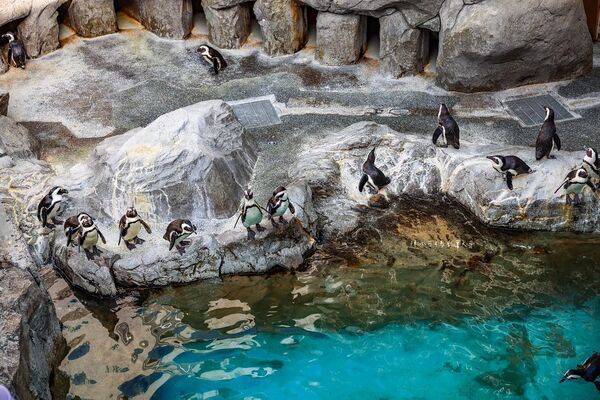 ▲▼長崎企鵝水族館。(圖/部落客陳小可的吃喝玩樂授權提供)