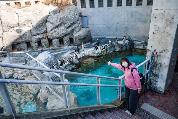 ▲▼長崎企鵝水族館。(圖/部落客陳小可的吃喝玩樂授權提供)