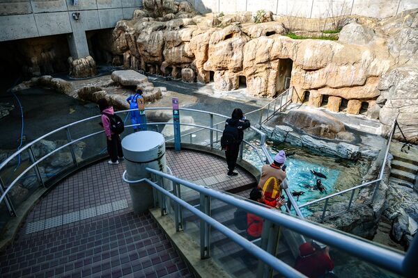 ▲▼長崎企鵝水族館。(圖/部落客陳小可的吃喝玩樂授權提供)