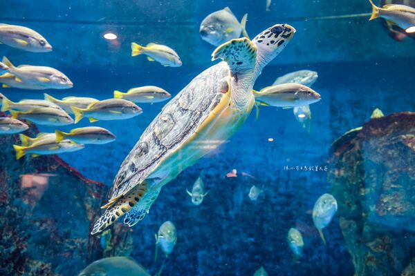 ▲▼長崎企鵝水族館。(圖/部落客陳小可的吃喝玩樂授權提供)