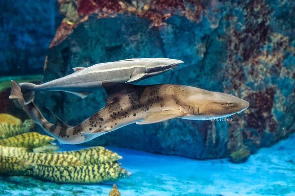 ▲▼長崎企鵝水族館。(圖/部落客陳小可的吃喝玩樂授權提供)