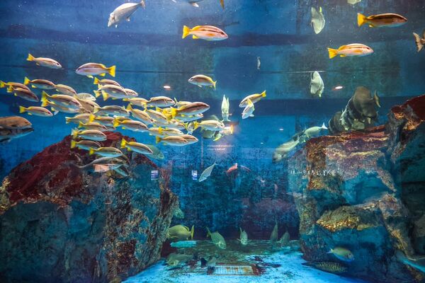 ▲▼長崎企鵝水族館。(圖/部落客陳小可的吃喝玩樂授權提供)