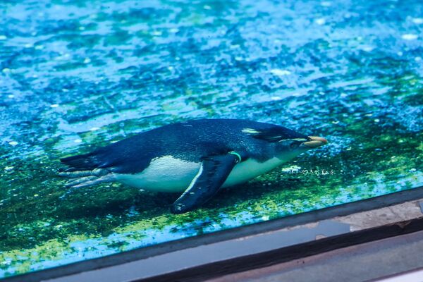 ▲▼長崎企鵝水族館。(圖/部落客陳小可的吃喝玩樂授權提供)