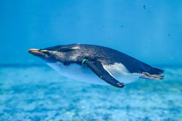 ▲▼長崎企鵝水族館。(圖/部落客陳小可的吃喝玩樂授權提供)