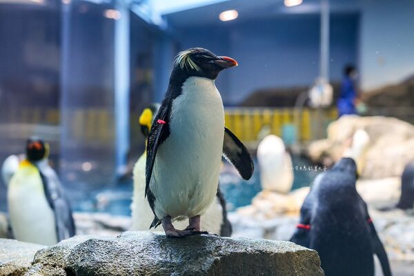 ▲▼長崎企鵝水族館。(圖/部落客陳小可的吃喝玩樂授權提供)