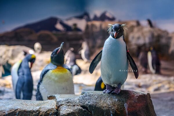 ▲▼長崎企鵝水族館。(圖/部落客陳小可的吃喝玩樂授權提供)