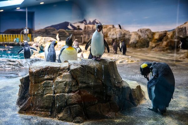 ▲▼長崎企鵝水族館。(圖/部落客陳小可的吃喝玩樂授權提供)