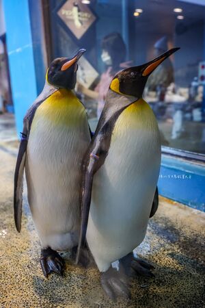 ▲▼長崎企鵝水族館。(圖/部落客陳小可的吃喝玩樂授權提供)