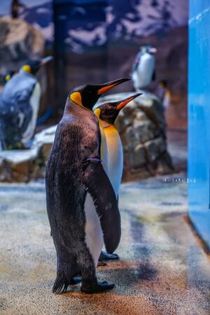 ▲▼長崎企鵝水族館。(圖/部落客陳小可的吃喝玩樂授權提供)