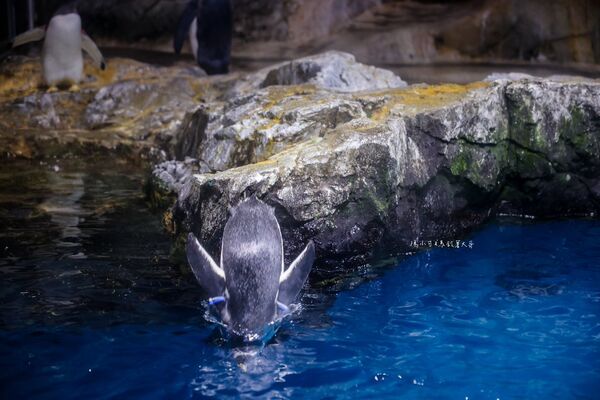 ▲▼長崎企鵝水族館。(圖/部落客陳小可的吃喝玩樂授權提供)