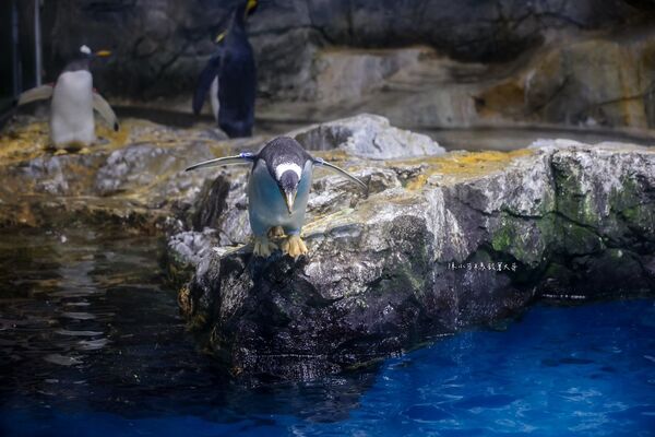 ▲▼長崎企鵝水族館。(圖/部落客陳小可的吃喝玩樂授權提供)