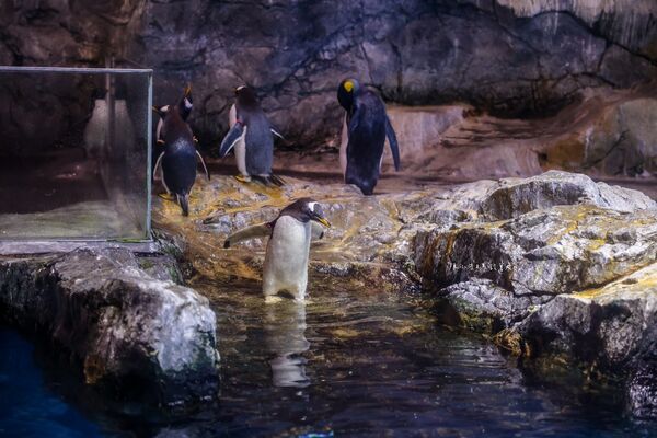 ▲▼長崎企鵝水族館。(圖/部落客陳小可的吃喝玩樂授權提供)